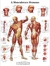 Pôster - A Musculatura Humana, 50x67 cm, Versão Papel