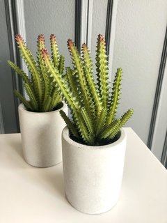 Suculenta maceta de cemento