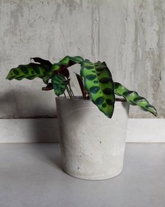 Vaso de Cimento M Cachepot