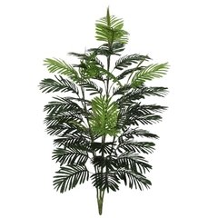 A.palmeira Areca X42 (2242916)