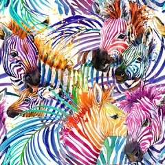 Rainbow zebra