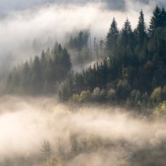 Cariló - comprar online