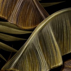 Colocasia en internet