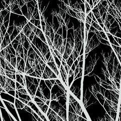 Ramas - Rollo. Vinilos decorativos