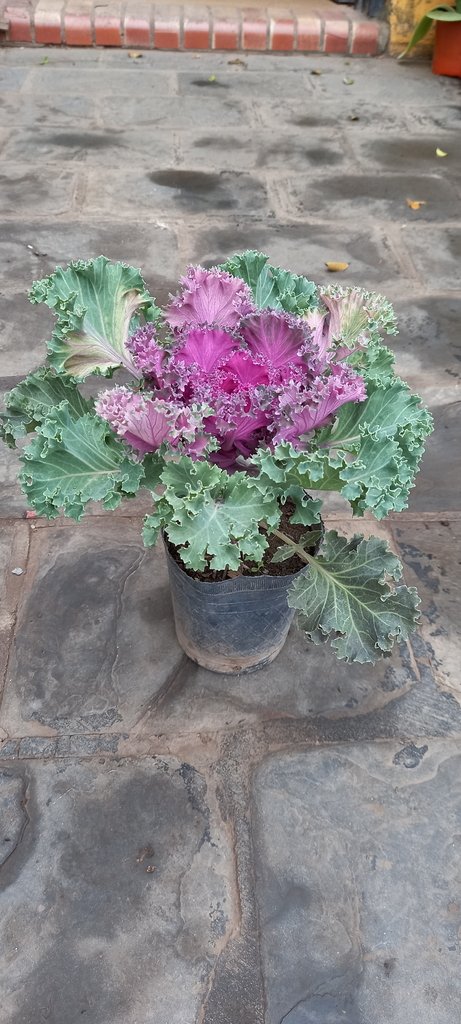 Repolyo Tree Repollo de jardín - Comprar en Vivero El Maitén
