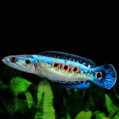 Channa pleurophthalma 8cm