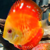 Discus red mellon sun fire 10cm 