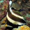 heniochus chrysostomus
