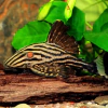 panaque nigrolineatus L190