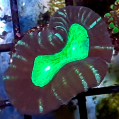 caulastrea-candy-frag1-cabeza LPS - comprar online
