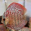 discus red tiger 10cm