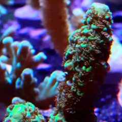 Acropora sp frag