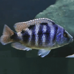 placidochromis milomo 5cm