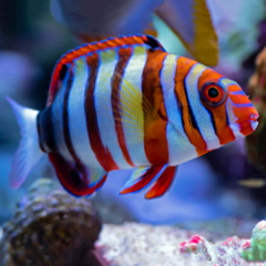 chaerodon fasciatus 10cm