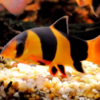 botia macracanta 5cm