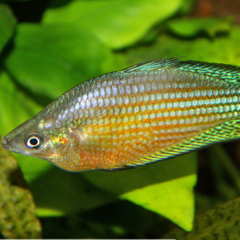 melanotaenia inornata 