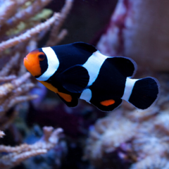ocellaris onyx 5cm