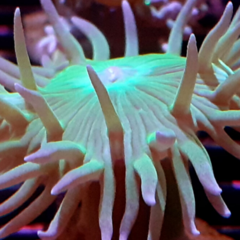 duncanoxamia-axifuja-frag-1-cabeza LPS