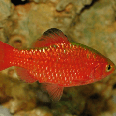 conchonius oranga macho