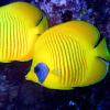 Chaetodon Semilarvatus (s)