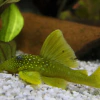 Baryancistrus Demantoides L200 