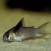 corydora melanistius 3-4 cm 