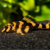 dekeyseria picta sp. 4-6 cm