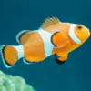 Amphiprion ocellaris (s)