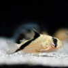 Corydora Melini 3-4 cm