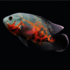 astronotus tigre adulto 30cm 