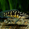 julidochromis transcriptus 5cm