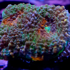 acanthastrea echinata multicolor frag