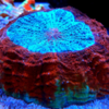 Acanthophyllia deshayesiana 15cm