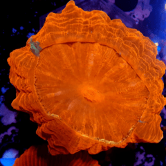 Acanthophyllia deshayesiana red dominand grado A