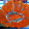 Acanthophylloa sp ultra AAA