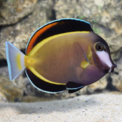 acanthurus japonicus medium