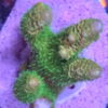 Acropora millepora