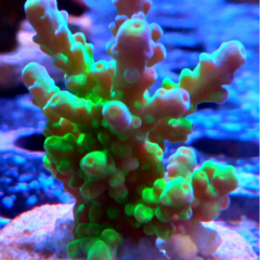 Acropora multicolor frag (sps) 7/8 cm