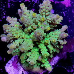 Acropora nassuta
