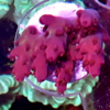 Acropora red fire (a.polystoma)
