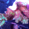 Acropora sp (Australia)