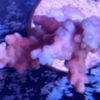 Acropora sp blue tips