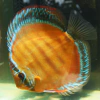 Discus Red royal F1