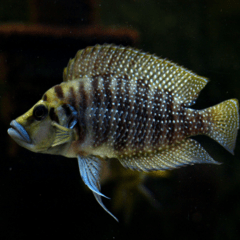 altolamprologus calvus 4 cm