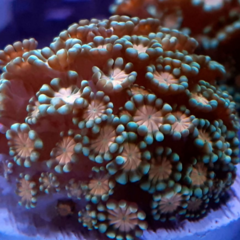 alveopora sp red spot frag