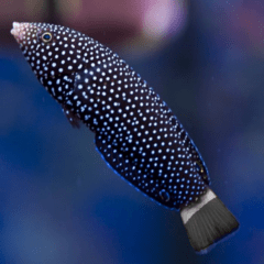 anempses lineatus 10 cm