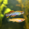 aphyosemion gardeniri casal