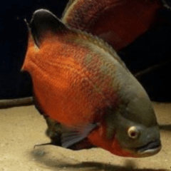 astronatus cobre rojo 6 cm
