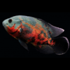 astronatus tigre rojo 6 cm