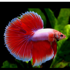 betta macho halfmoon